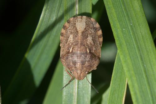 Réf. 201 368 : Eurygaster maura